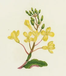 Meerkohl, Brassica Oleracea
